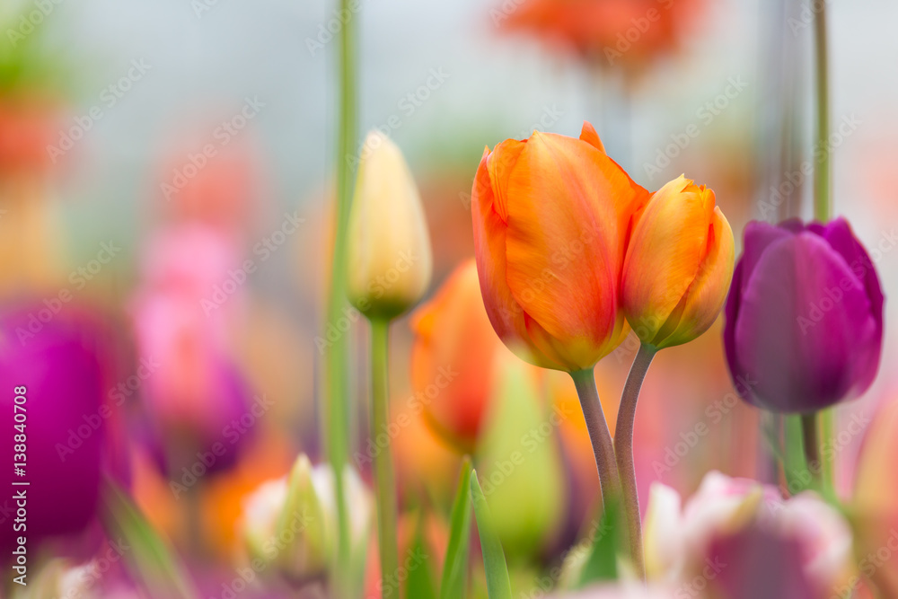 Widok kolorowych tulipanów - obrazy, fototapety, plakaty 