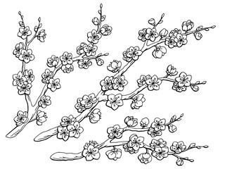 Sakura graphic flower branch black white isolated sketch set illustration vector