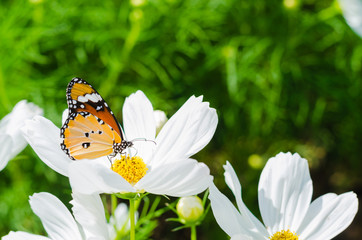 Wall Mural - beautiful butterfly on cosmos field in the park.