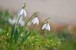 © montypeter - Spring flowers - snowdrops. Beautifully blooming in the grass at sunset. Amaryllidaceae - Galanthus nivalis