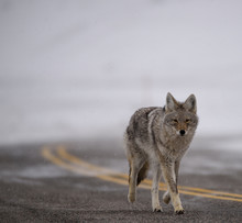 Coyote Walking On Road