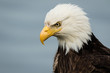 © William Saunders - Bald eagle portrait, head and shoulders, side view