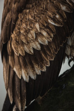 Close Up Of Brown Eagle Wings And Feathers