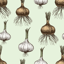Sprouted Onion And Garlic