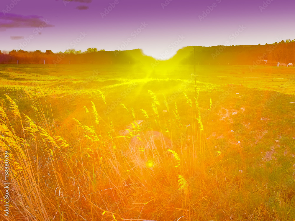 Stimmungsvolle Wiese im Sonnenuntergang mit Lensflares und bewegtem Unschärfebereich - obrazy, fototapety, plakaty 