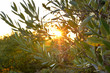 Strahlender Sonnenuntergang durch Olivenbaumzweige