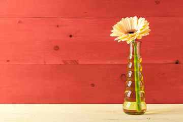 Wall Mural - Fresh yellow gerbera flower in vase