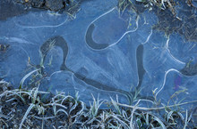 Patterns In Ice On Frozen Puddle.