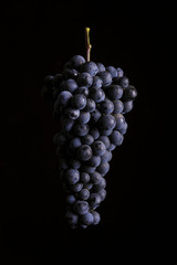 bunch of ripe dark grape isolated on black background