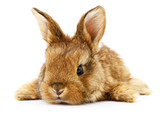 Fototapeta Fototapety ze zwierzętami  - Brown bunny rabbit.