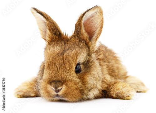Zdjęcie XXL Brązowy królik.