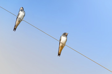 Hirundo rustica. Couple of barn swallows, over a power line. Sunny day with blue sky. Warm and cool colors.