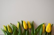 zółte tulipany na białym tle