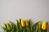 Fototapeta Tulipany - zółte tulipany na białym tle