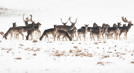 Herd of fallow deer in meadow covered with snow.