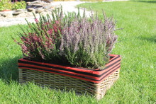 Heather In A Wicker Basket In The Garden On A Sunny Day
