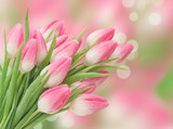 Fototapeta Tulipany - Pink tulip flowers blurred background Spring blooms