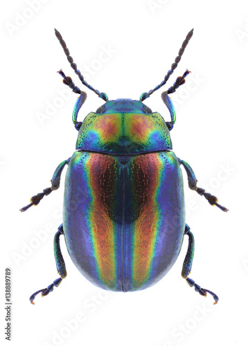 Fotografía Beetle Chrysolina coerulans angelica on a white background