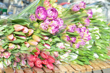 Fototapeta Tulipany - Many tulips flowers for sale.