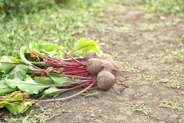 Sticker - Raw beets lying on the ground in garden