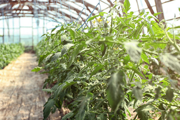 Sticker - Green plants in the vegetable garden