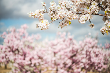 Wall Mural - Spring blooming orchand with blurred background