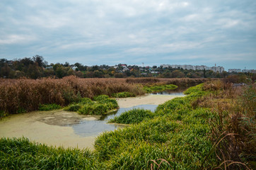 small lake with reeds and green grass