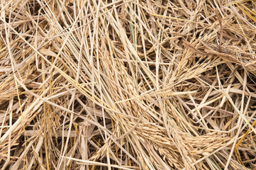 Close up dry paddy rice for background.