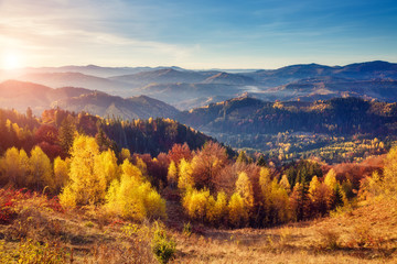 Fototapete - Majestic colorful forest