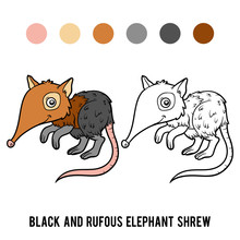 Coloring Book, Black And Rufous Elephant Shrew