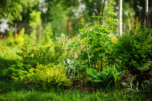 Mixed Perennial Border With Hostas, Spirea, Delphinium And Stachys In Summer Garden