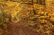 Jesienna droga wśród żółtych liści. 