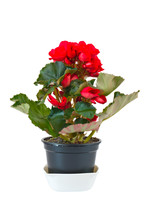 Red Begonia In Pot