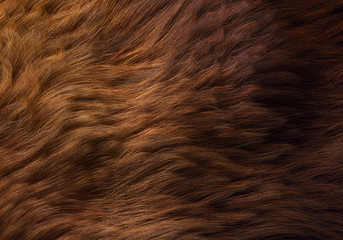 wavy animal fur