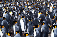Colony Of King Penguins Bustling Together On Land