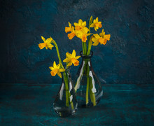 Yellow Miniature Daffodils