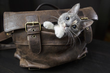 Funny Kitten Sitting In An Old Leather Bag With A Sad Look And Do Not Want To Let The Owners To Go To Work