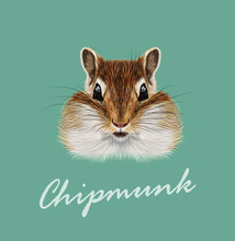 Vector Illustrated Portrait Of Chipmunk.