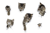 Fototapeta Koty - Kittens in holes of paper, little grey tabby cats peeking out of torn white background, six funny playing pets