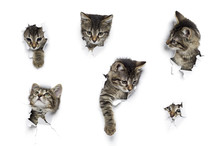 Kittens In Holes Of Paper, Little Grey Tabby Cats Peeking Out Of Torn White Background, Six Funny Playing Pets