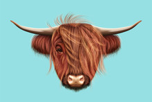 Illustrated Portrait Of Highland Cattle