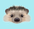 Illustrated portrait of Hedgehog