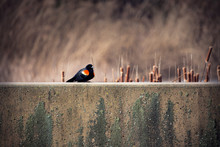 Red Winged Blackbird Sitting On A Cement Wall