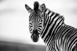 Zebra Straight on Black and White