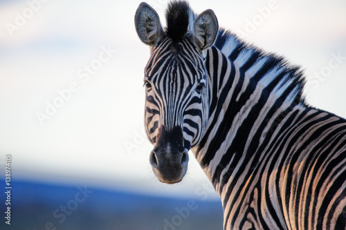 Plakat Zebra prosto w kolorze