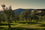 Fototapeta Na ścianę - Tuscan rural landscape with Olives Trees in the countryside near Florence, Italy