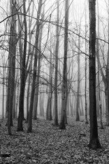  English woodland on a foggy misty morning