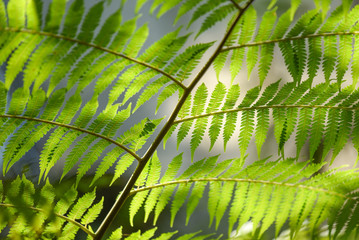 Wall Mural - green leaves on tree branches