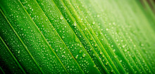 Beautiful Green Tropic Palm Leaf With Drops Of Water Useful For Summer Background