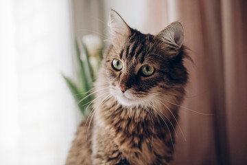 beautiful cat look portrait. maine coon with amazing green eyes, big whiskers and funny emotions on background of window room with tulips. space for text. morning light